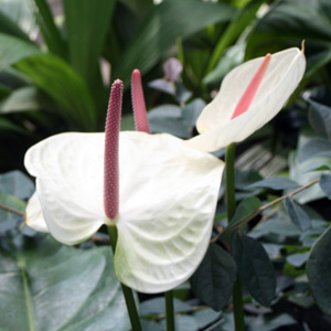 Flamingo flower (Anthurium) 白鶴芋 