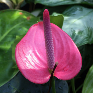 Flamingo flower (Anthurium) 紅鶴芋  