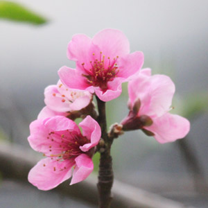 Peach blossom (Prunus persica) 桃花 from our backyard