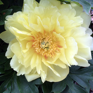 Peony (Paeonia) 牡丹花