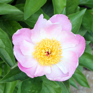 Peony (Paeonia) 牡丹花