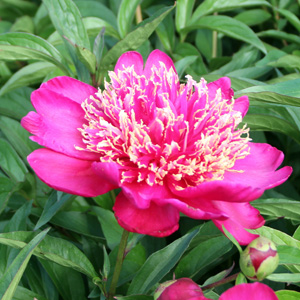 Peony (Paeonia) 牡丹花