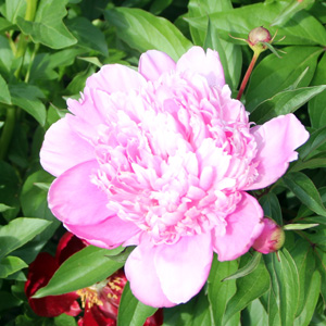 Peony (Paeonia) 牡丹花