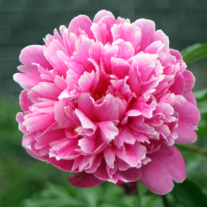 Peony (Paeonia) 牡丹花