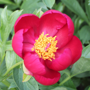 Peony (Paeonia) 牡丹花