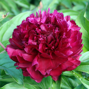 Peony (Paeonia) 牡丹花