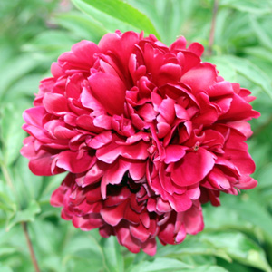 Peony (Paeonia) 牡丹花 