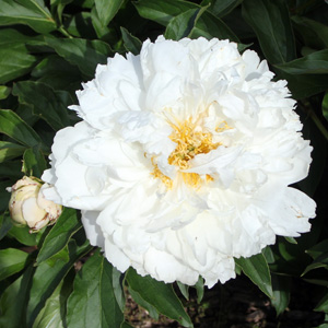 Peony (Paeonia) 牡丹花