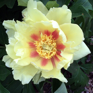 Peony (Paeonia) 牡丹花