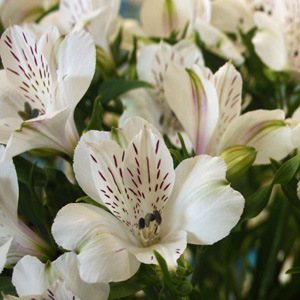 Peruvian-lily 水仙百合 (Netherlands 荷蘭）