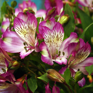 Peruvian-lily 水仙百合 (Netherlands 荷蘭）