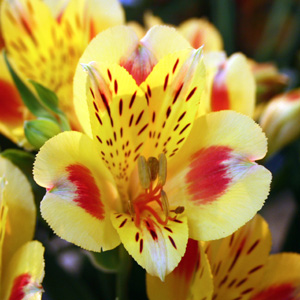 Peruvian-lily 水仙百合 (Netherlands 荷蘭）