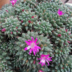 Pincushion Cactus 針墊仙人掌