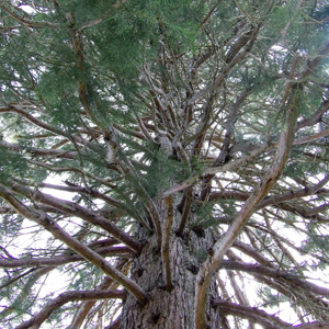 Pine Tree 松樹