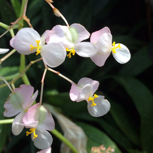 Pink Begonia 粉色秋海棠