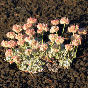Pussy paws (Calyptridium umbellatum) 映山紅 Native Range: Western North America (原產地在北美洲西部) Bloom time: Spring to fall (開花時間: 春-秋) Bloom description: Pinkish or whitish 粉或白 Sun: Full sun (全日照) Height: 0.09-0.15m (高度0.09-0.15米) Common name (俗名): Mount Hood pussypaws