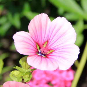 Native Range: Eurasia (原產地在歐亞地區)  Bloom time: Late spring to fall (開花時間從晚春至秋季) Bloom description: Pink (粉紅花卉)  Sun: Full sun (全日照) Height: 0.5 to 1.5 feet (植株高度在0.5至1.5英尺)