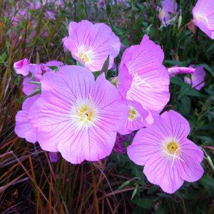 Evening primrose (Oenothera perennis) 月見草