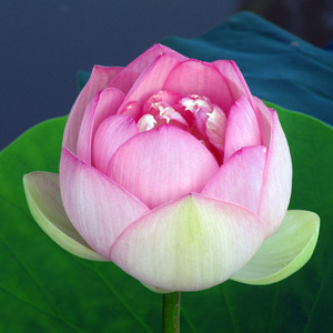 pink lotus