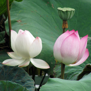 Pink Lotus 粉色荷花