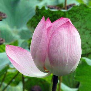 Pink Lotus 粉色荷花