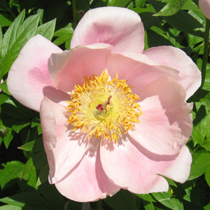 Peony (Paeonia) 牡丹花