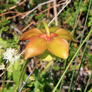 Pitcher plant flower 捕蟲草的花卉