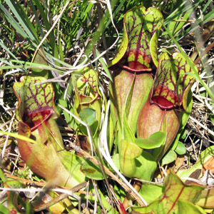 Purple pitcher plant (Sarracenia purpurea subsp. venosa) 捕蟲草  Native Range: Southeastern United States (原產地在美國東南部) Bloom time: May to June(開花時間: 5至6月) Bloom description: Red (紅花) Height: 0.75 to 1.5 feet (植株高度0.75至1.5英尺)