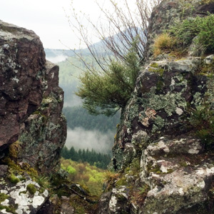 Plant on the cliff