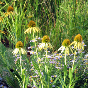 Purple Cone Flower 紫錐花