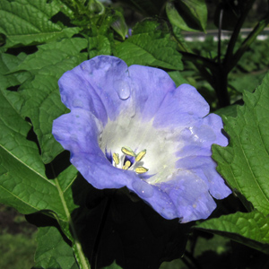 Apple of Peru ( Nicandra) 假酸漿 