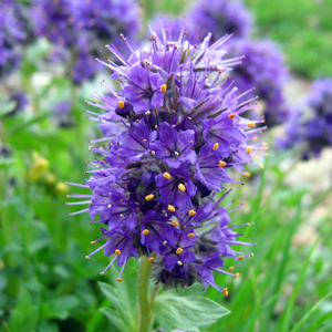 Silky phacelia (Phacelia sericea)  流蘇鐘穗花 Native Range: Western North America (原產地在北美洲的西部) Bloom time: June to July (開花時間: 6-7月) Bloom description: Purple flowers, dense clusters, long stamens (開紫花，花簇密集，雄蕊長) Height: 0.2 to 0.4 m (高度: 0.2-0.4米) Common name (俗稱): Purple-fringe, blue alpine phacelia