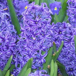 purple hyacinyh