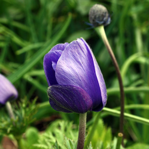 Purple Poppy (Papaver) 紫色罌粟花