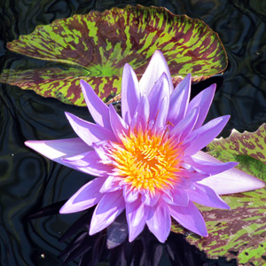 Purple water lily