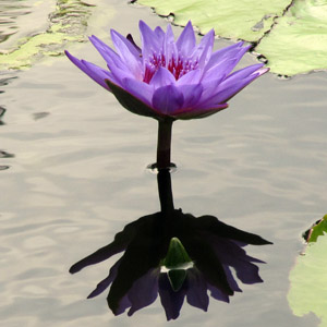 Purple Water Lily 紫色睡蓮