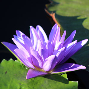 Purple Water Lily 紫色睡蓮