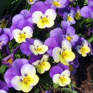 purple-yellow pansy 紫黃三色菫