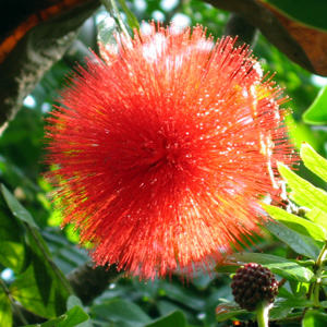 Red powder puff (Calliandra haematocephaia) 紅絨球 Native Range: South America (原產地在南美洲) Bloom time: Seasonal (季節性) Bloom description: red (紅花)  Sun: Full sun (全日照) Height: 3 to 6 feet (植株高度3至6英尺)