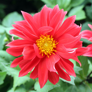 Red Dahlia 紅色大理花