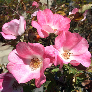 Rosa multiflora 薔薇