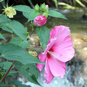 Hibiscus (Hibiscus rosa-sinensis) 朱槿 Native Range: Tropical Asia, China (原產地: 熱帶亞洲、中國) Bloom time: Summer to fall (開花時間: 夏天至秋天) Bloom description: Pink (粉紅花) Sun: Full sun to part shade (全日照至部份蔭涼) Height: 4 to 10 feet (植株高度4至10英尺)