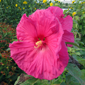 Hibiscus (Hibiscus rosa-sinensis) 朱槿 Native Range: Tropical Asia, China (原產地: 熱帶亞洲、中國) Bloom time: Summer to fall (開花時間: 夏天至秋天) Bloom description: Pink (粉紅花) Sun: Full sun to part shade (全日照至部份蔭涼) Height: 4 to 10 feet (植株高度4至10英尺)