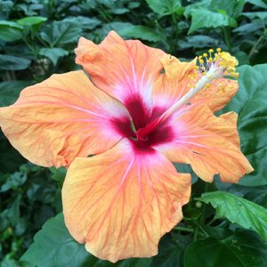 Hibiscus (Hibiscus rosa-sinensis) 朱槿 Native Range: Tropical Asia, China (原產地: 熱帶亞洲、中國) Bloom time: Summer to fall (開花時間: 夏天至秋天) Bloom description: Orange (橘色花) Sun: Full sun to part shade (全日照至部份蔭涼) Height: 4 to 10 feet (植株高度4至10英尺)