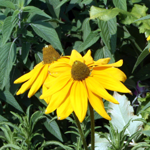 Rudbeckia 金光菊