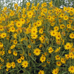 Rudbeckia 金光菊