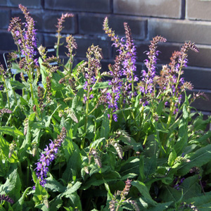 Sage (Salvia) 鼠尾草