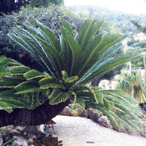 sago cycas 鐵樹