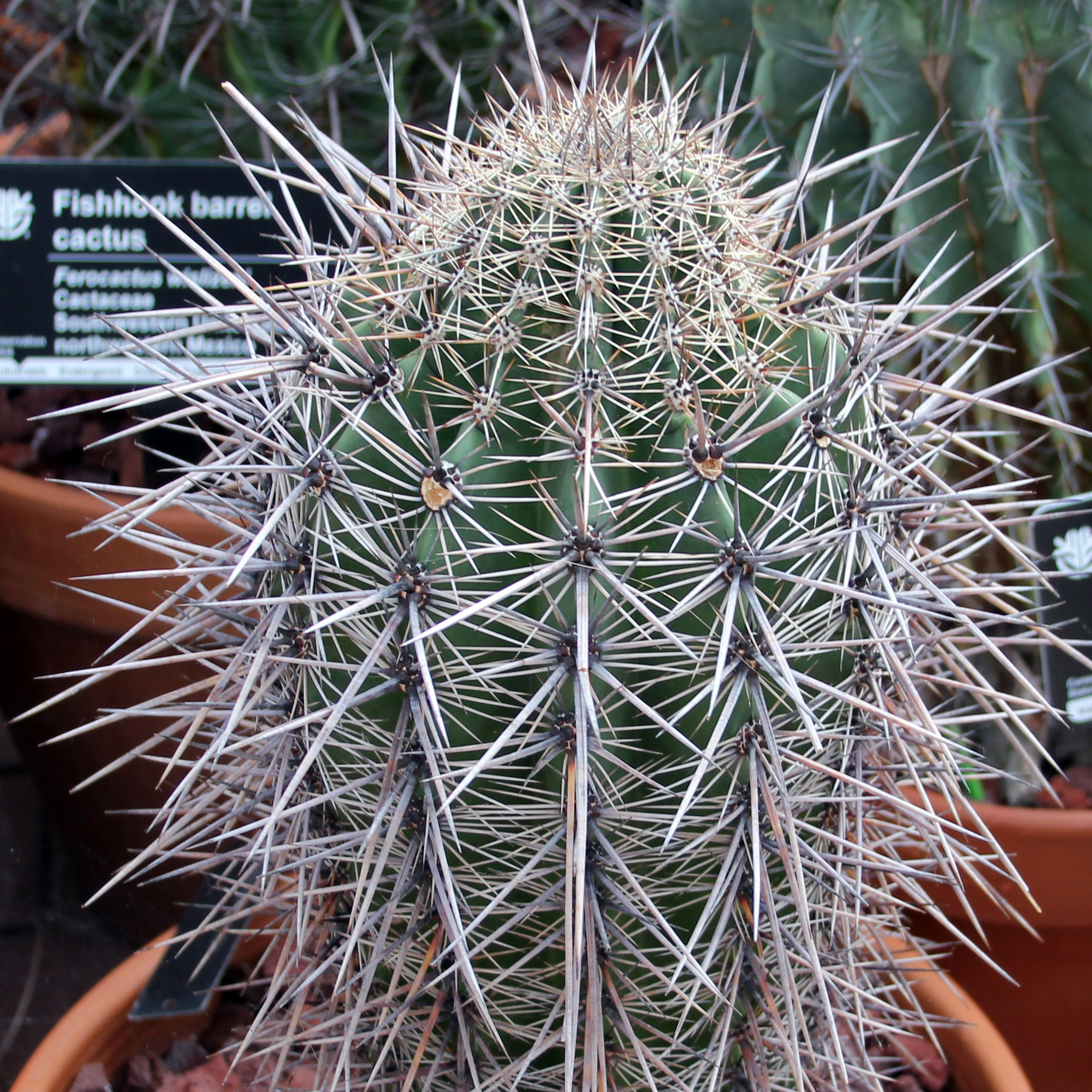 Saguaro Cactus 巨柱仙人掌