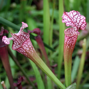 Scarlet Belle Pitcher (Sarracenia leucophylla) 豬籠草  Native Range: Southeastern United States (原產地在美國東南部) Bloom time: April to May (開花時間: 4至5月) Bloom description: Red (紅花) Sun: Full sun (全日照) Height: 1 to 3 feet (植株高度1至3英尺)